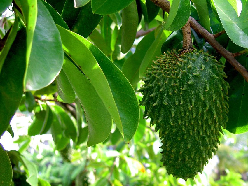 SOURSOP LEAVE's (JAMAICAN)