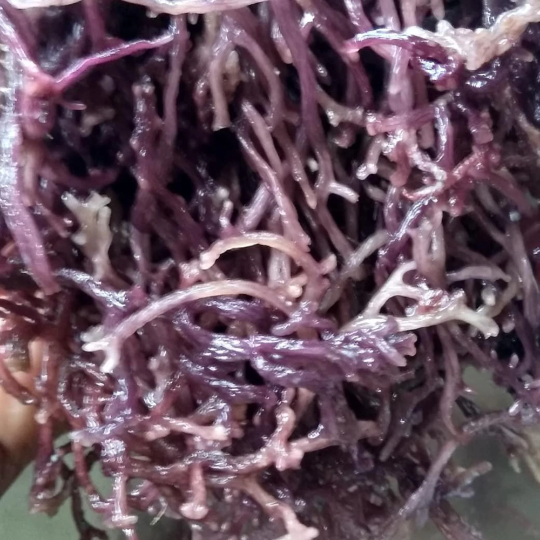 Large Purple Sea Moss - Wild-Crafted Jamaican (Raw)