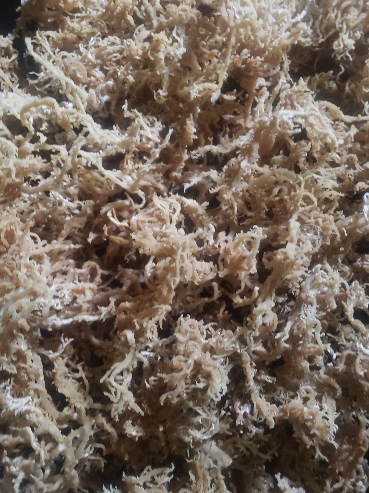 FINE GOLD Irish Sea Moss (Jamaican, Raw, Wild-crafted, Sea Moss/Irish Moss)