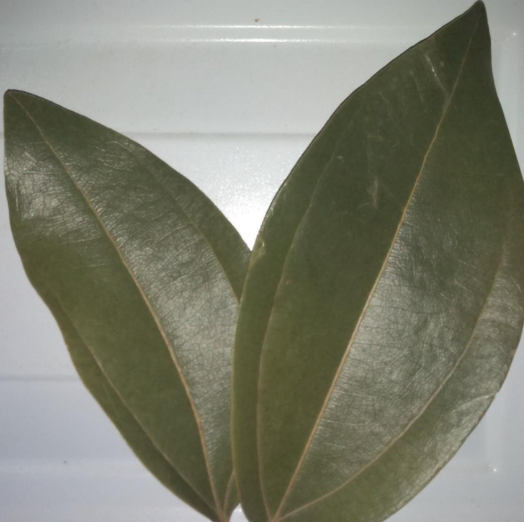 CINNAMON LEAVES (JAMAICAN)