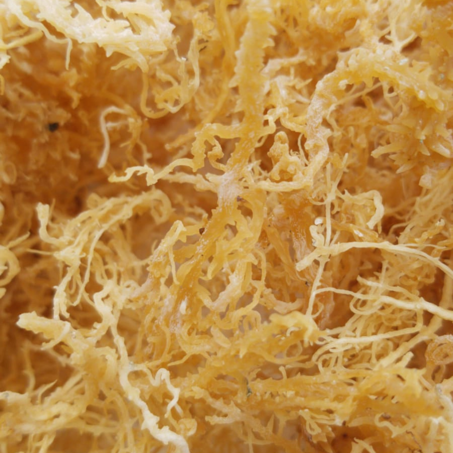 LARGE GOLD Irish Sea Moss Sea Moss/Irish Moss)