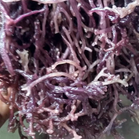 LARGE PURPLE Irish Sea Moss (Jamaican, Raw, Wild-crafted, Sea Moss/Irish Moss) Wholesale/Retail