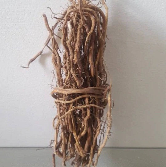 Jamaican Sarsaparilla Root  (Wildcrafted)