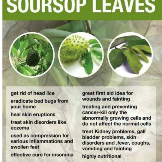 SOURSOP LEAVE's (JAMAICAN)