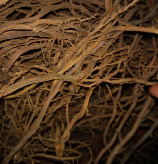 Jamaican Sarsaparilla Root  (Wildcrafted)