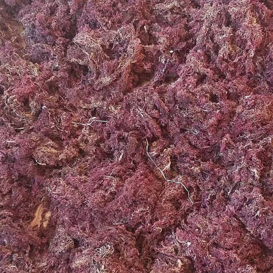 FINE PURPLE Irish Sea Moss (Jamaican, Raw, Wild-crafted, Sea Moss/Irish Moss) Wholesale/Retail